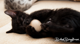 Bengal melanistic